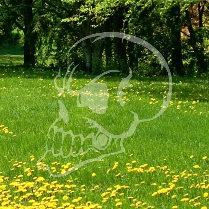 Skull Angry Art