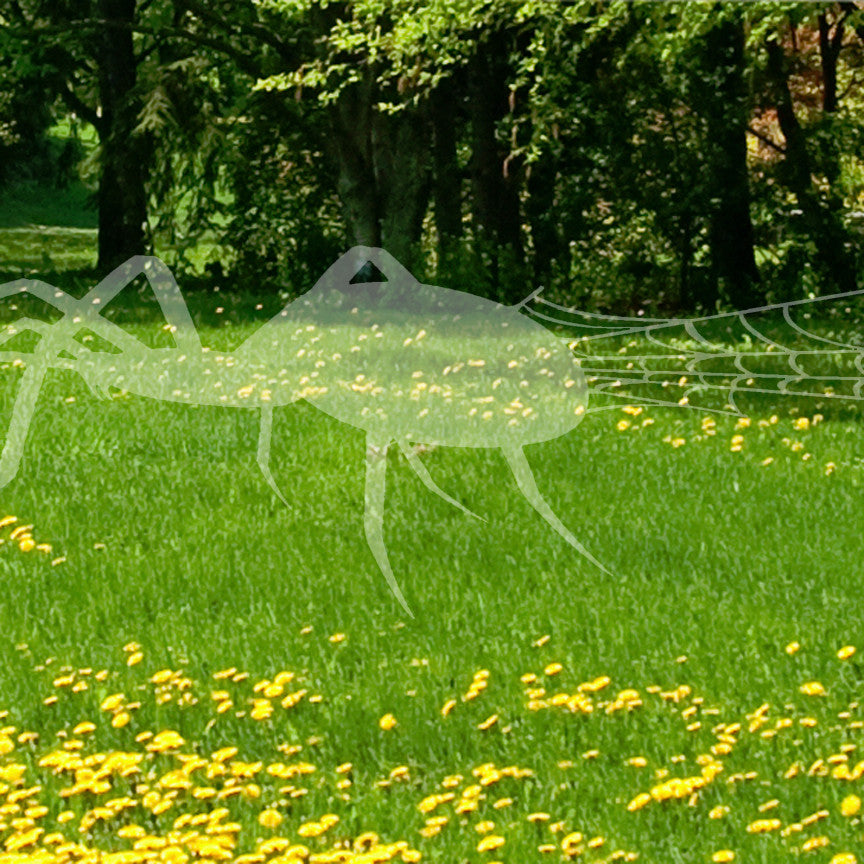 Spider Web