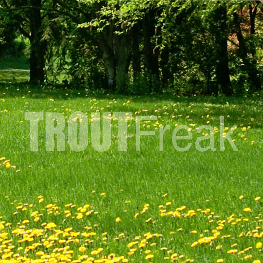 Trout Freak