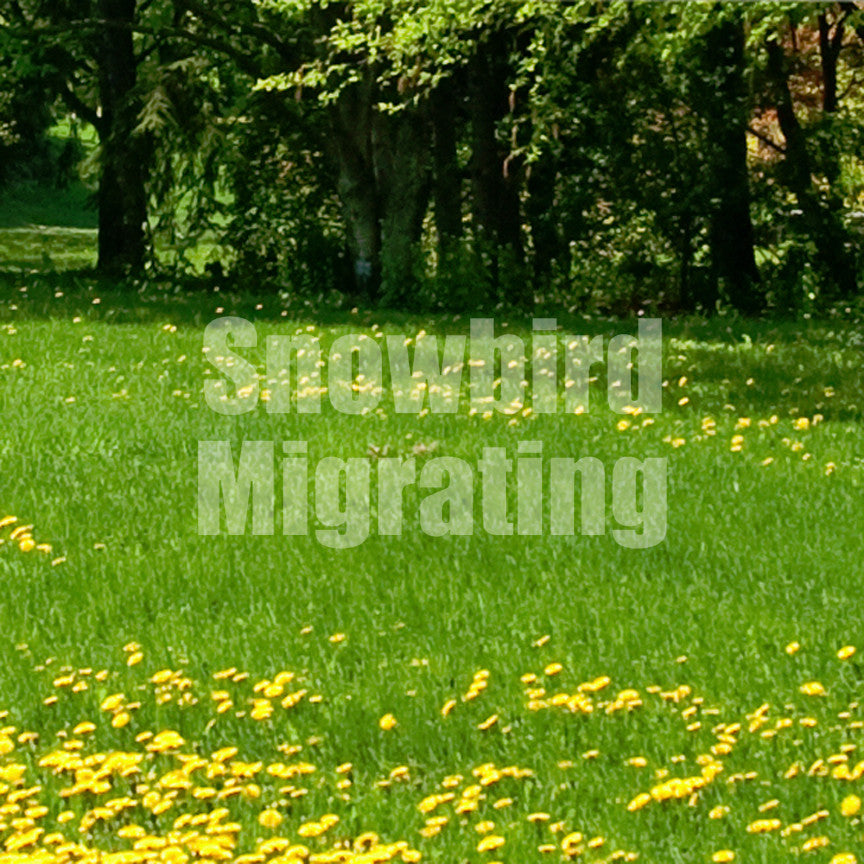 Snowbird Migrating