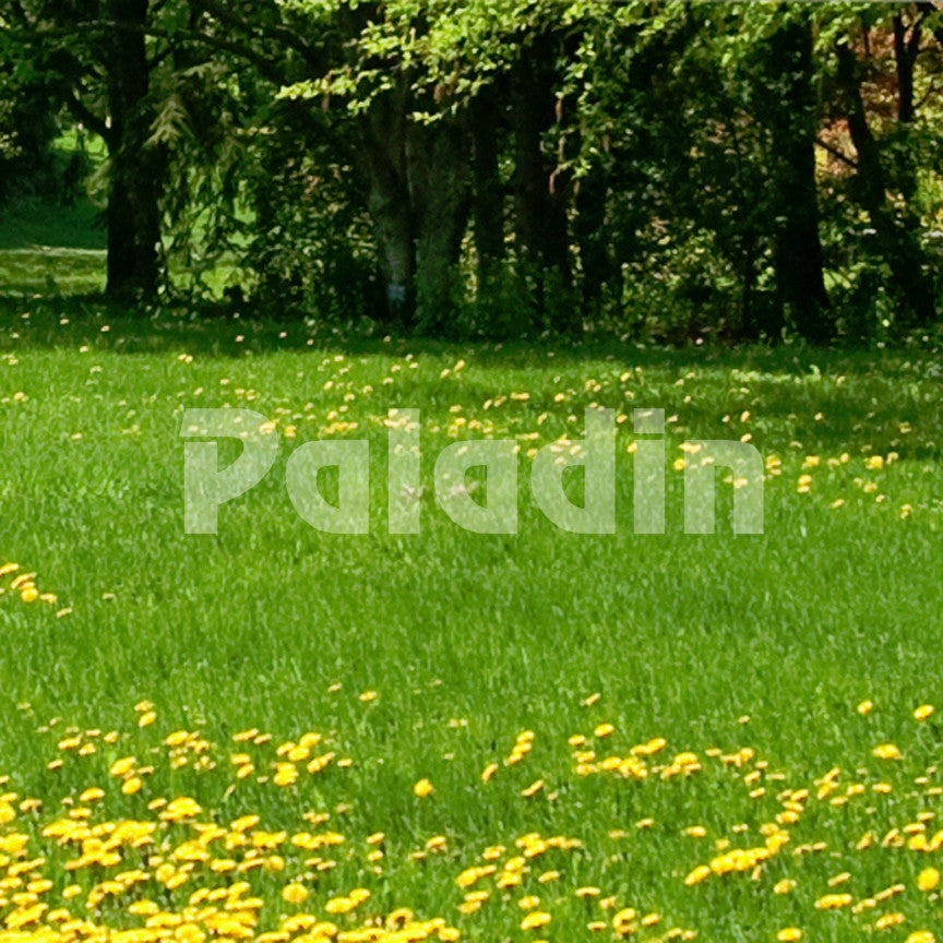Paladin