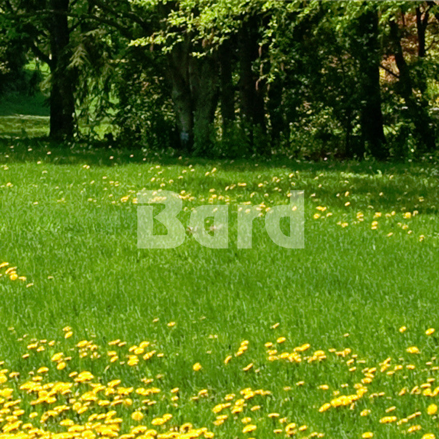 Bard