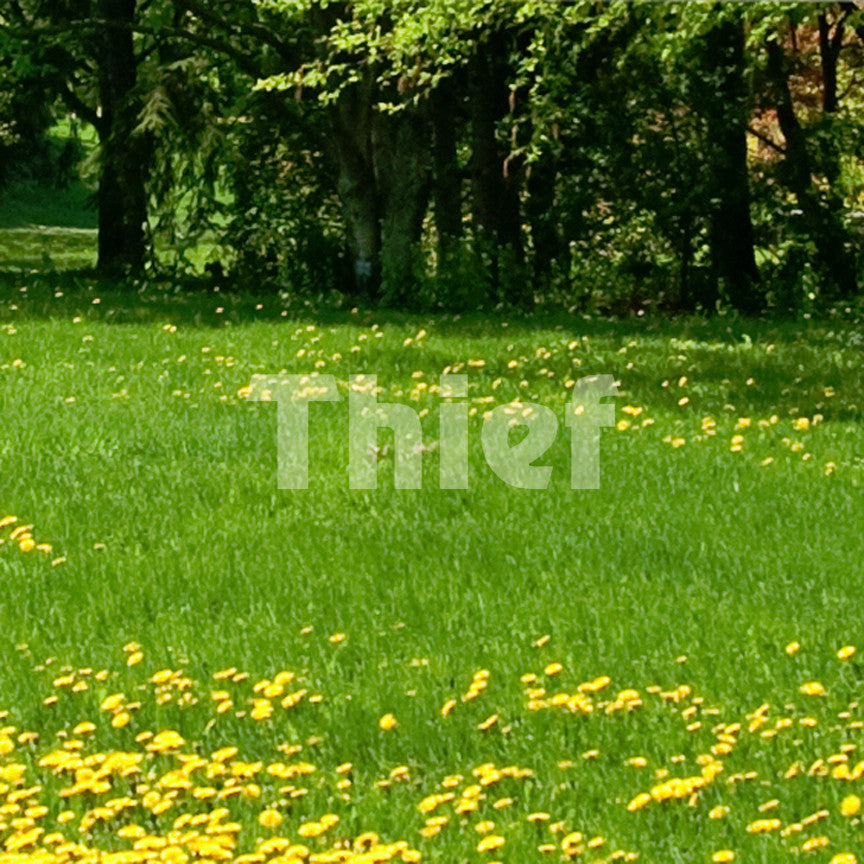 Thief