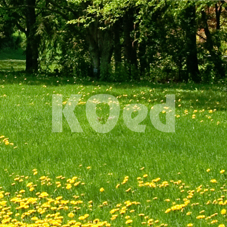 KO ed