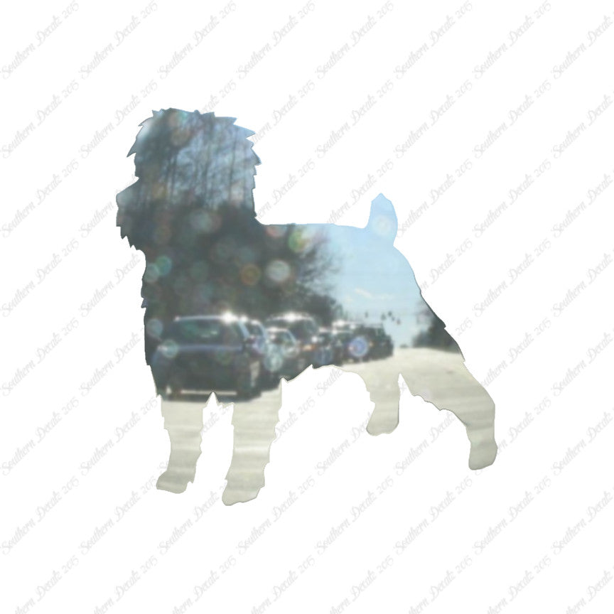 Affenpinscher Dog Breed