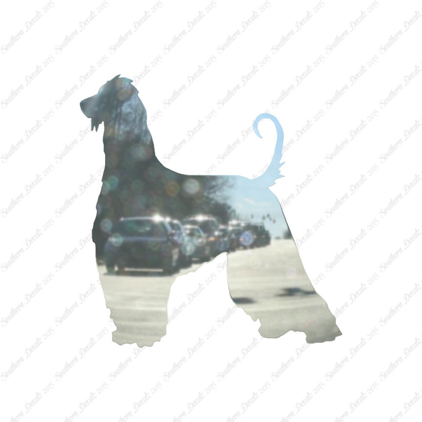 Afghan Hound Dog Breed