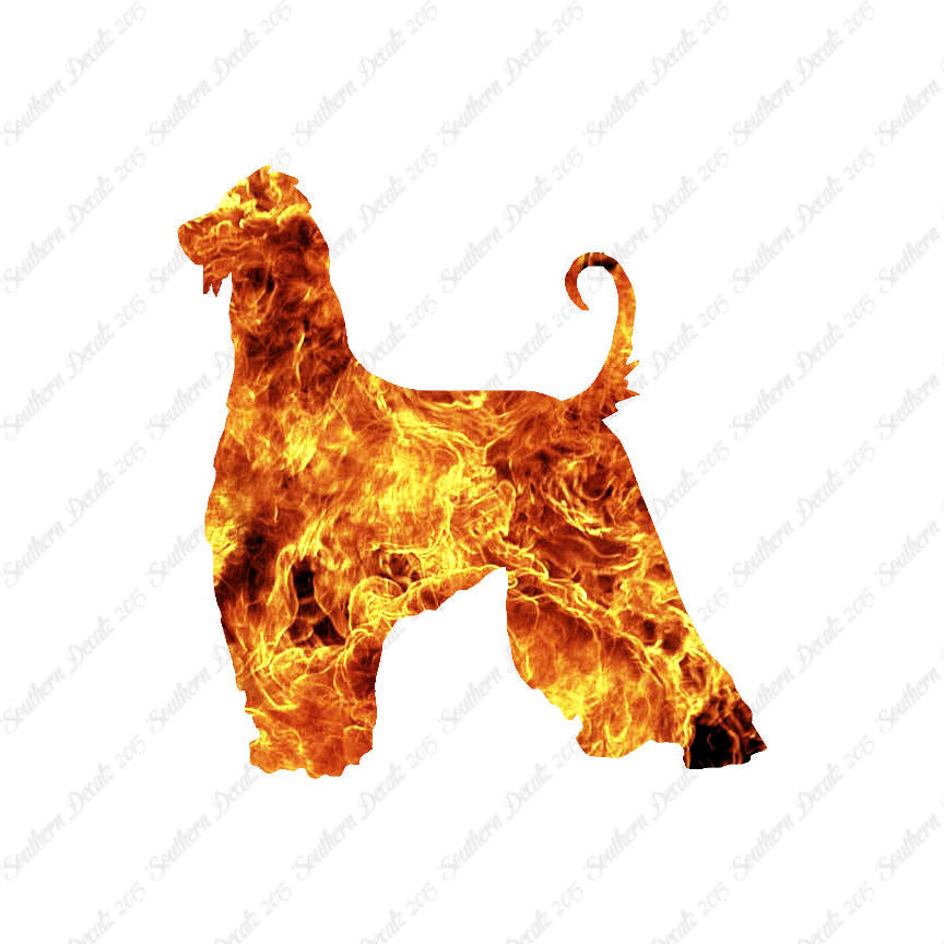 Afghan Hound Dog Breed