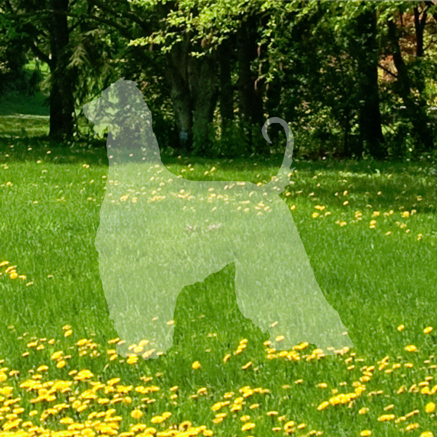 Afghan Hound Dog Breed