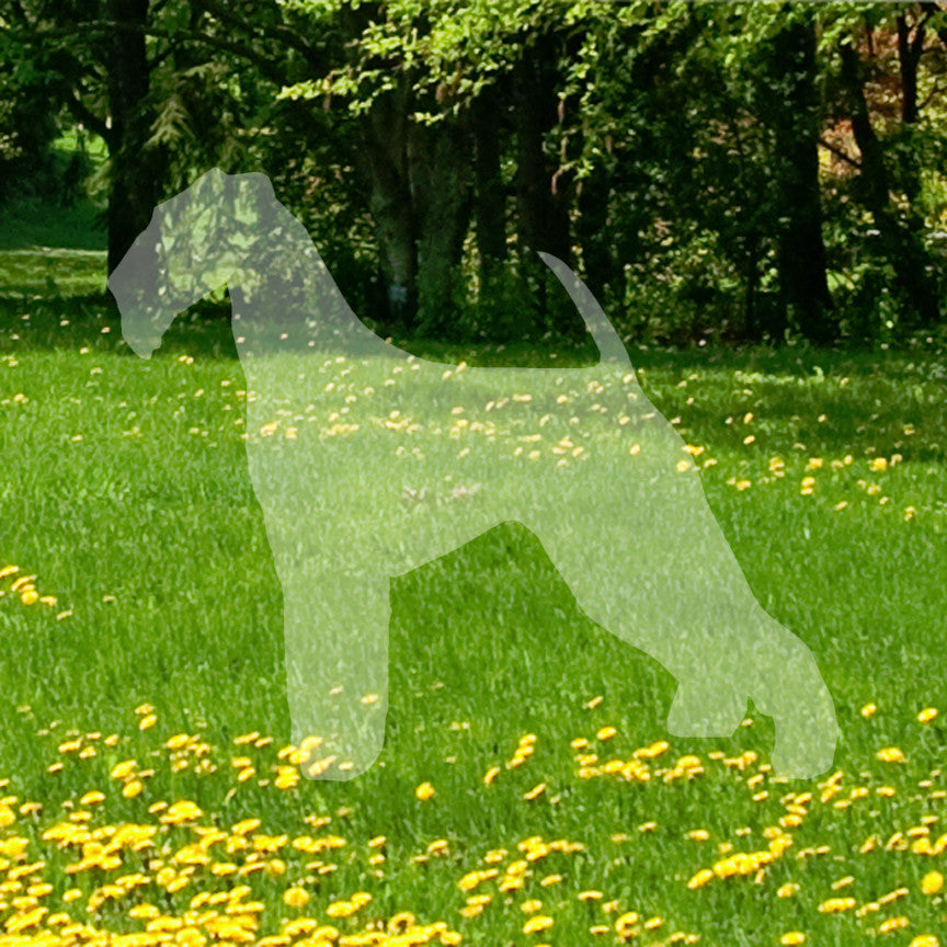 Airedale Terrier Dog Breed