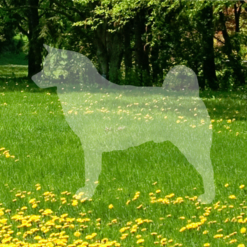 Akita Dog Breed