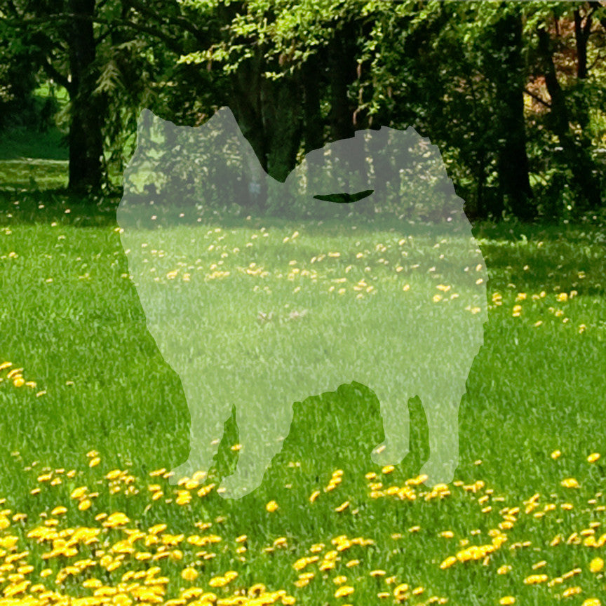American Eskimo Dog Breed