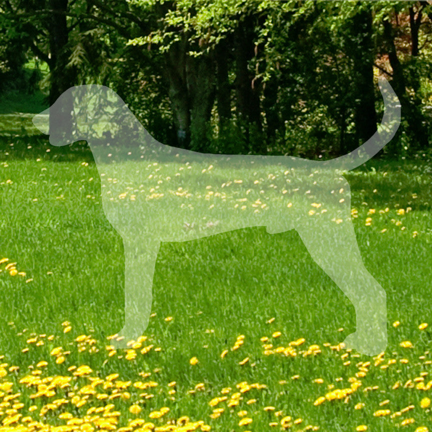 American Foxhound Dog Breed