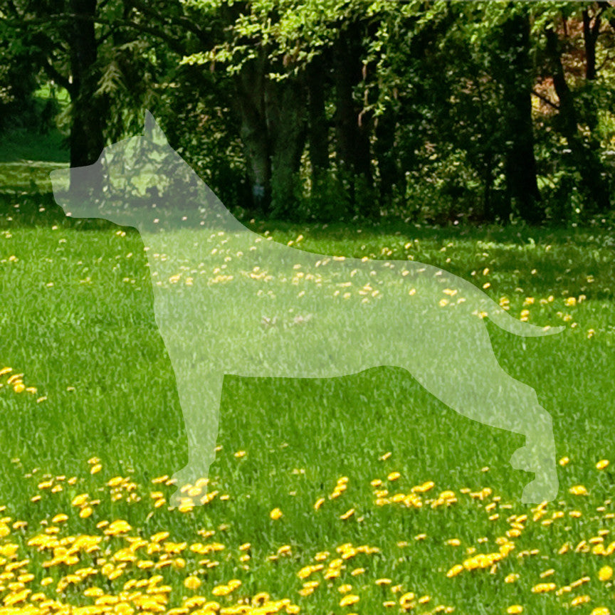 American Staffordshire Terrier Dog