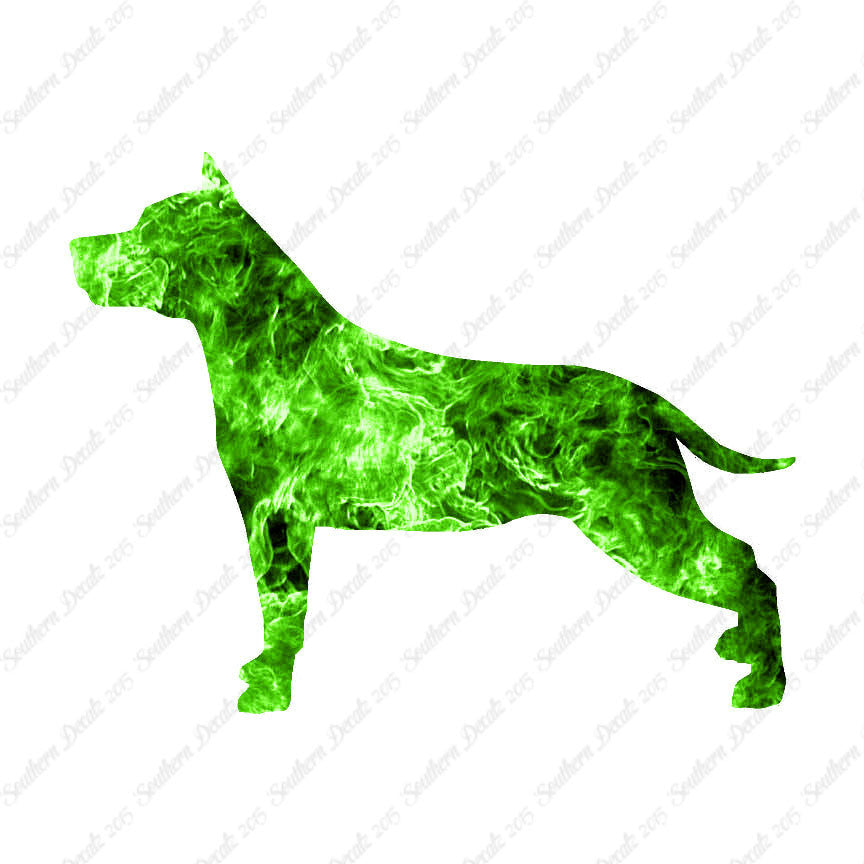 American Staffordshire Terrier Dog
