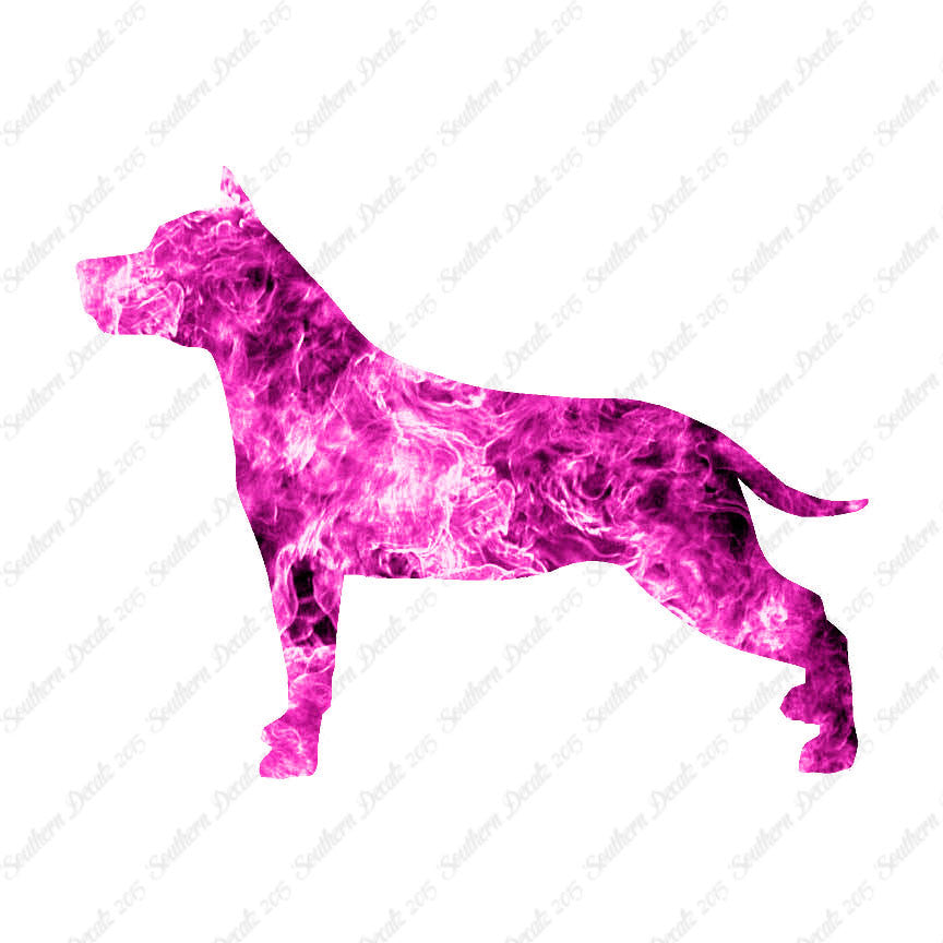American Staffordshire Terrier Dog