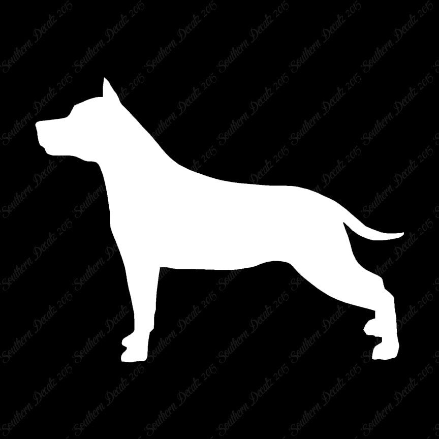 American Staffordshire Terrier Dog