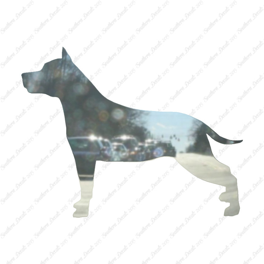 American Staffordshire Terrier Dog