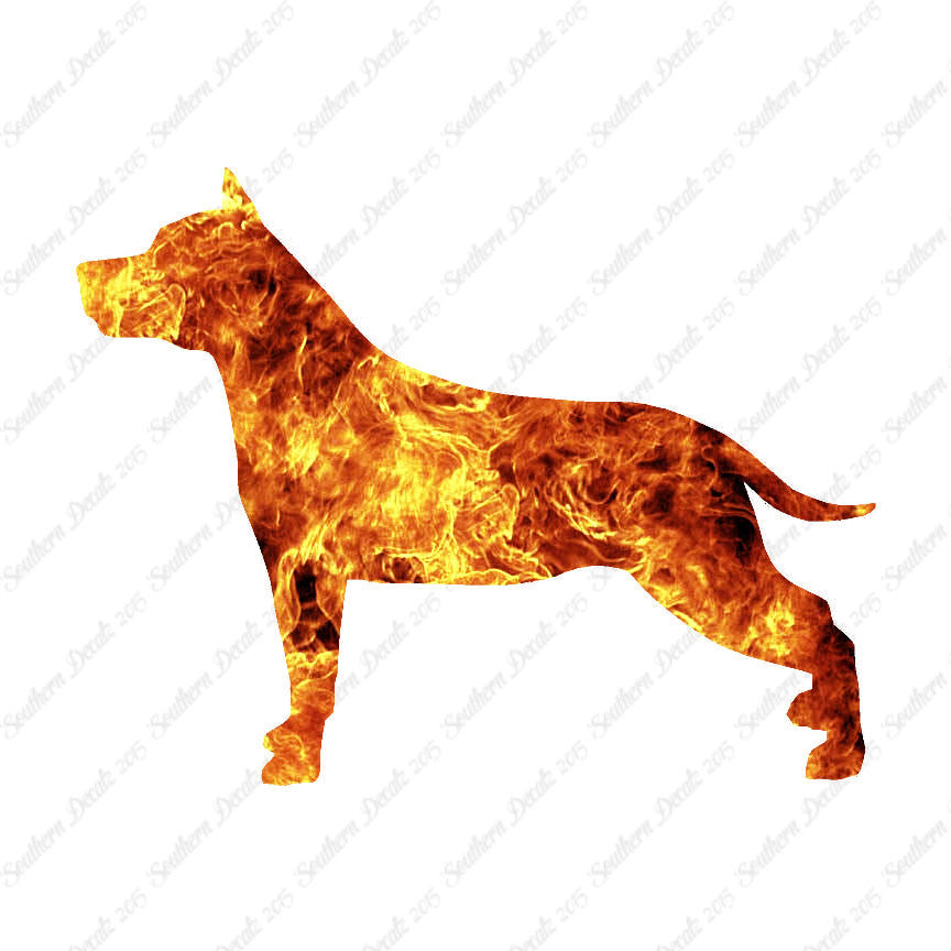 American Staffordshire Terrier Dog