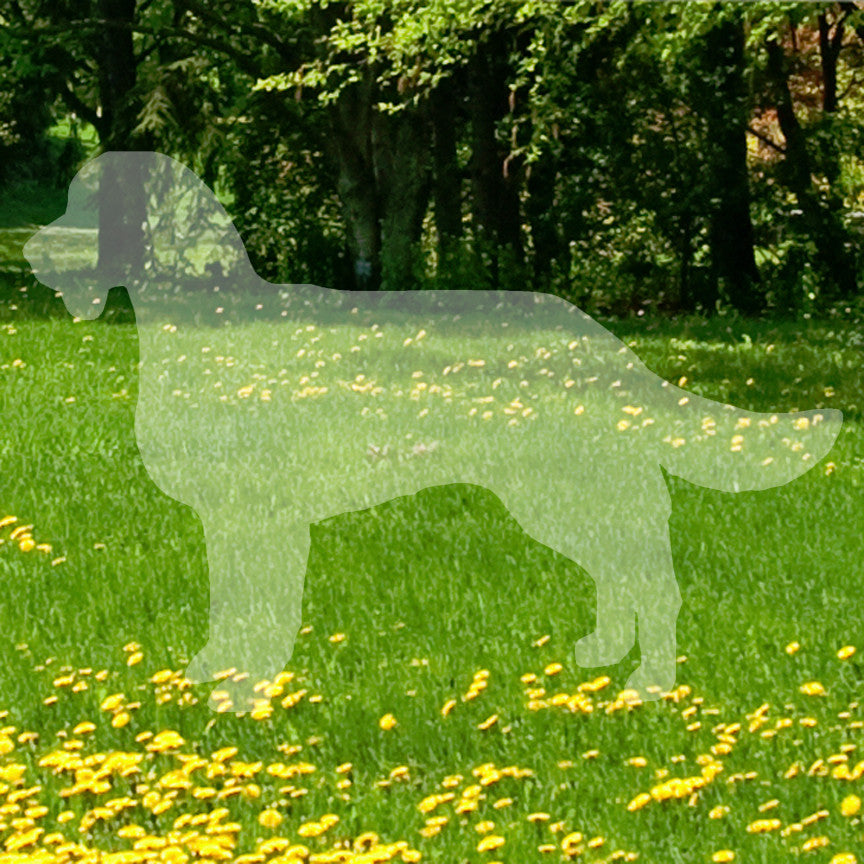 American Water Spaniel Dog Breed
