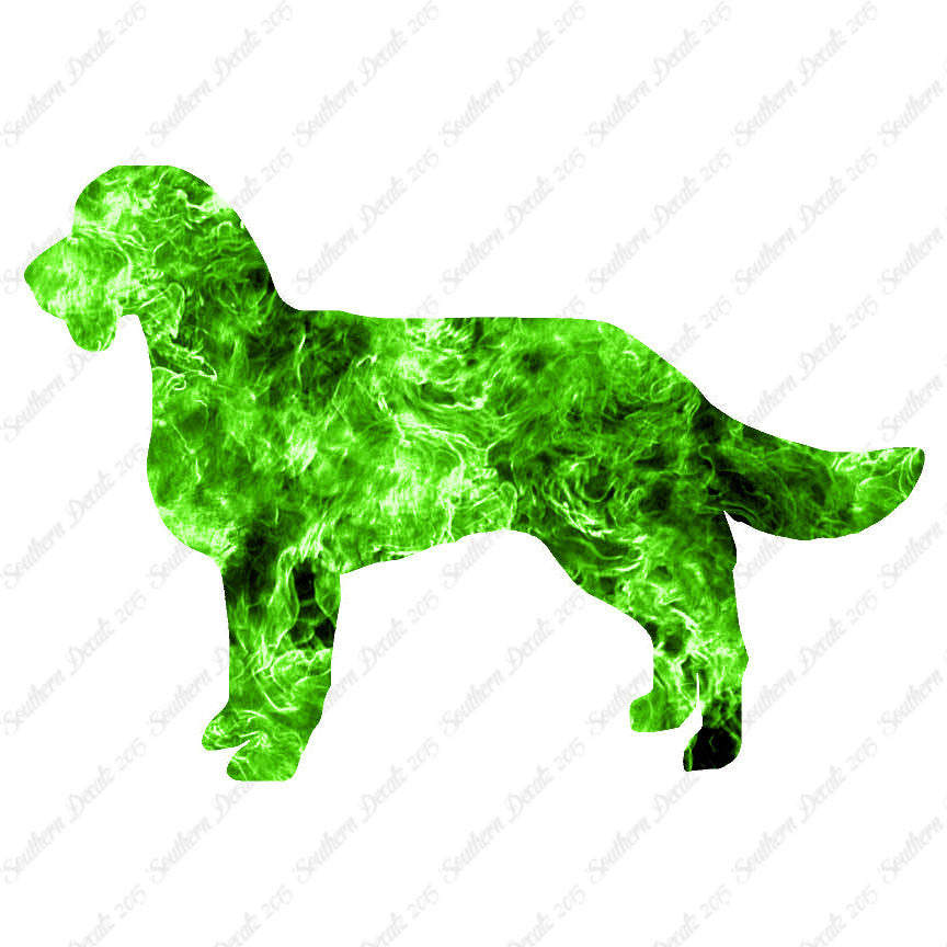 American Water Spaniel Dog Breed