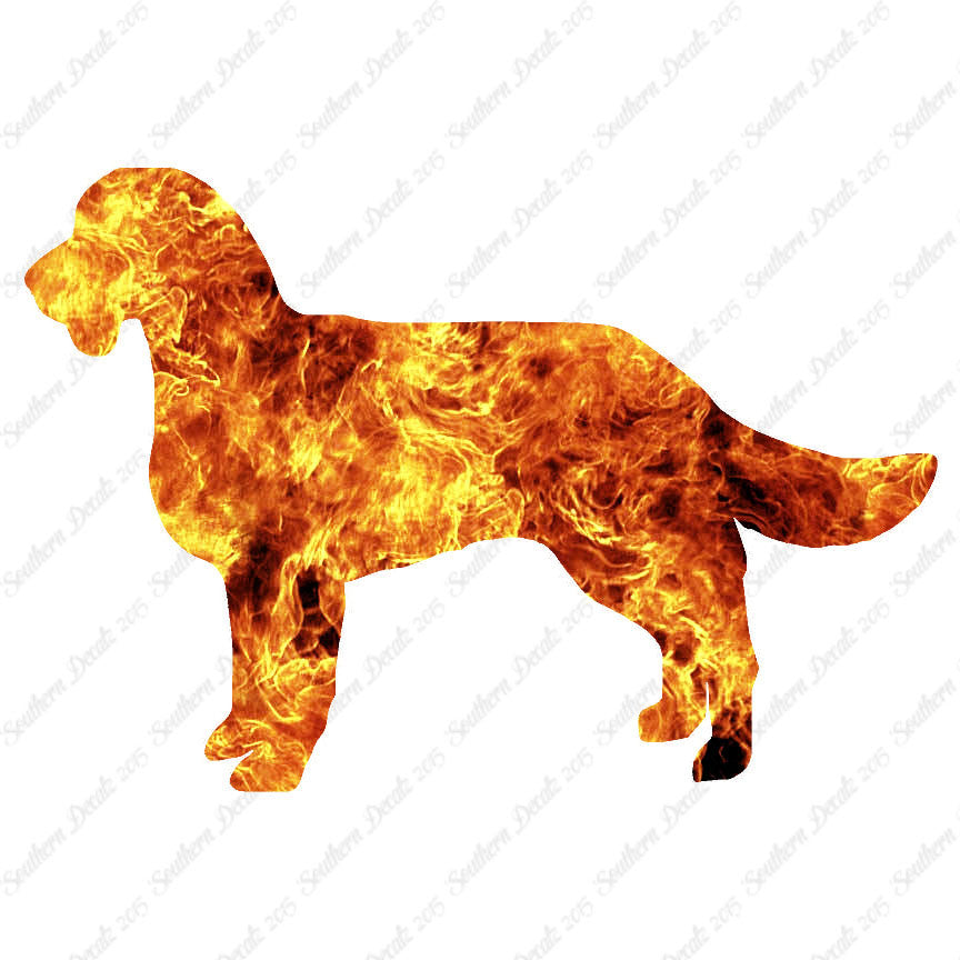 American Water Spaniel Dog Breed