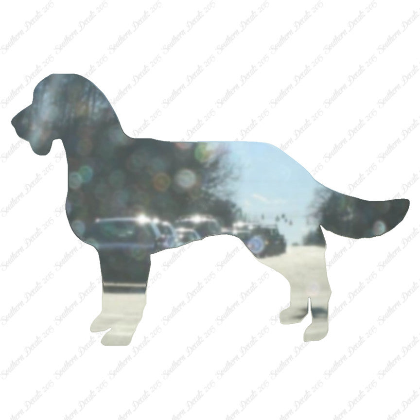 American Water Spaniel Dog Breed