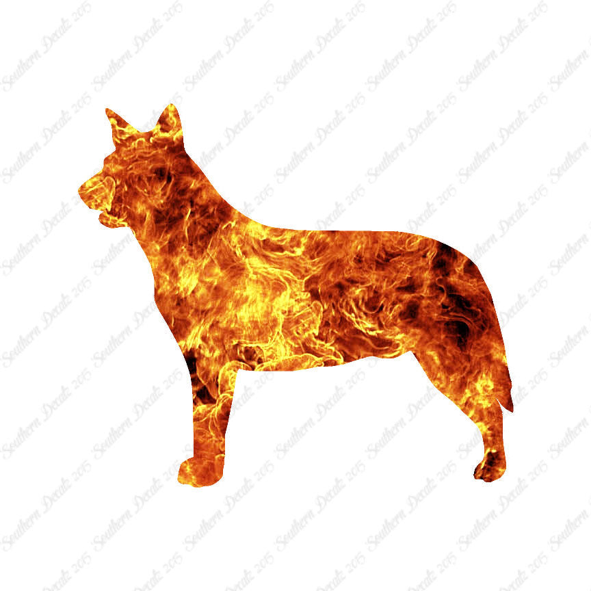 Australian Cattledog Dog Breed