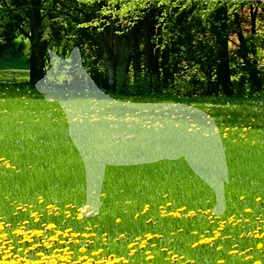Australian Cattledog Dog Breed