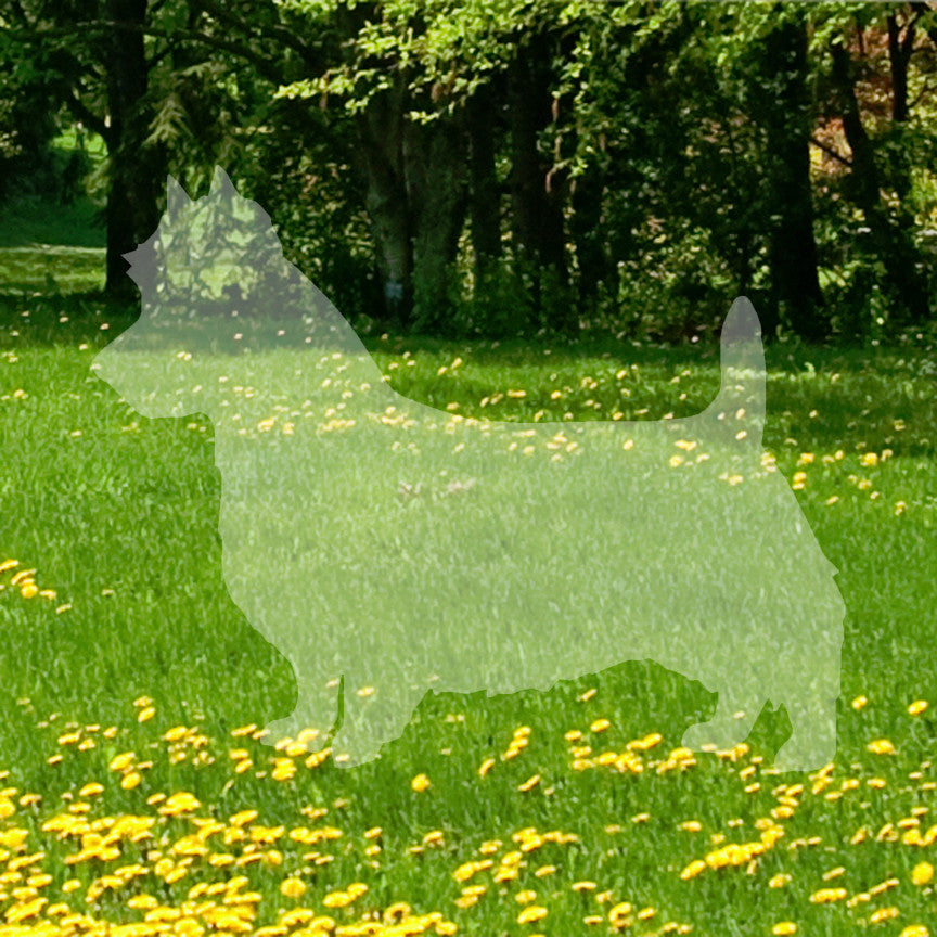 Australian Terrier Dog Breed