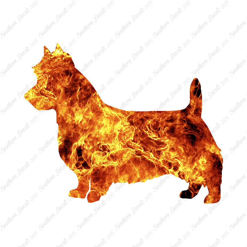 Australian Terrier Dog Breed