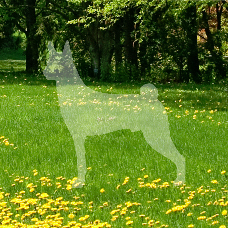 Basenji Dog Breed