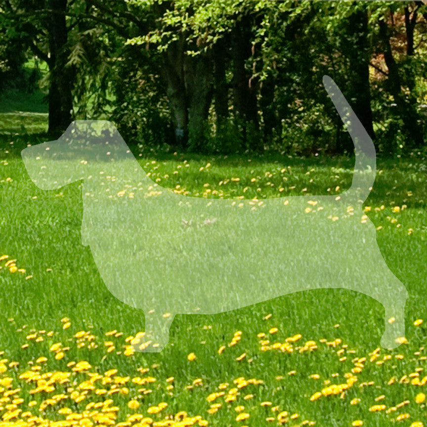 Basset Hound Dog Breed