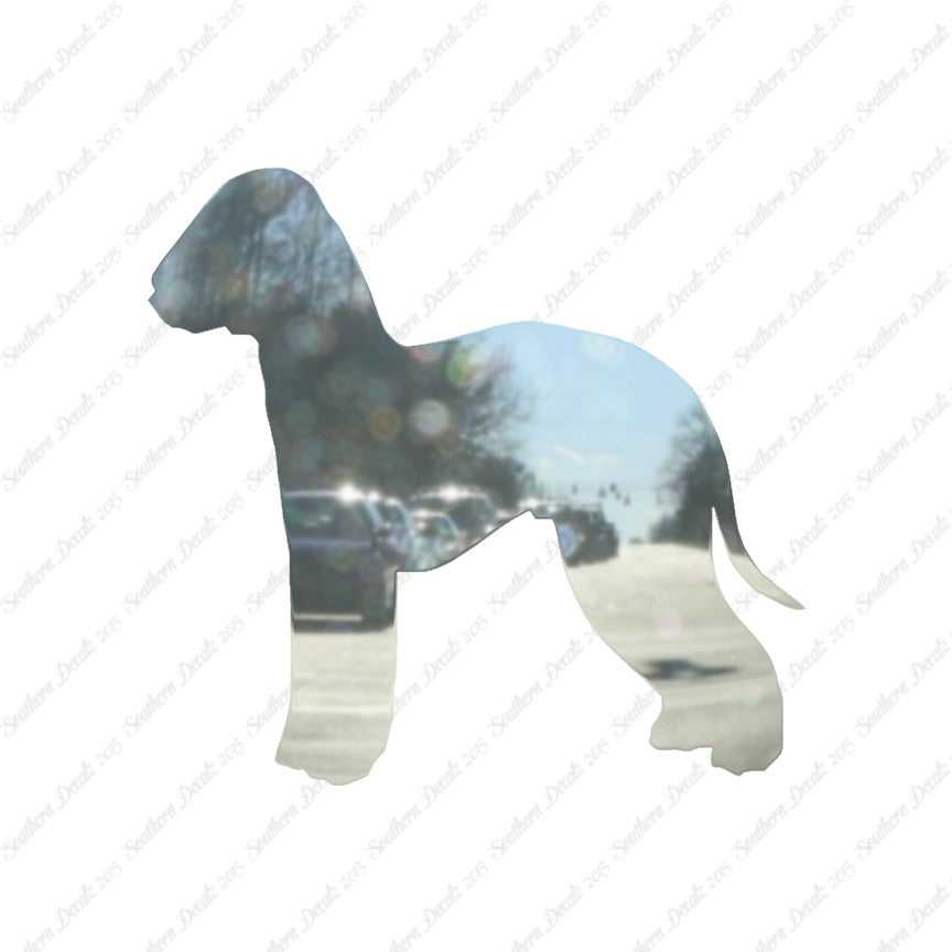 Bedlington Terrier Dog Breed