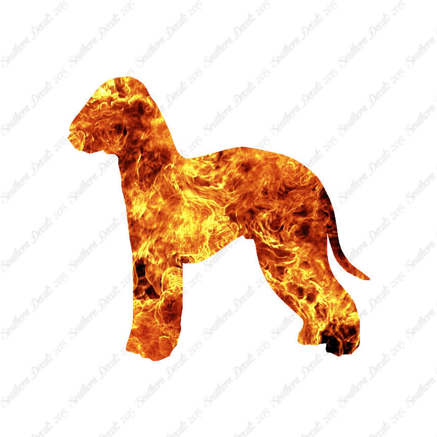 Bedlington Terrier Dog Breed
