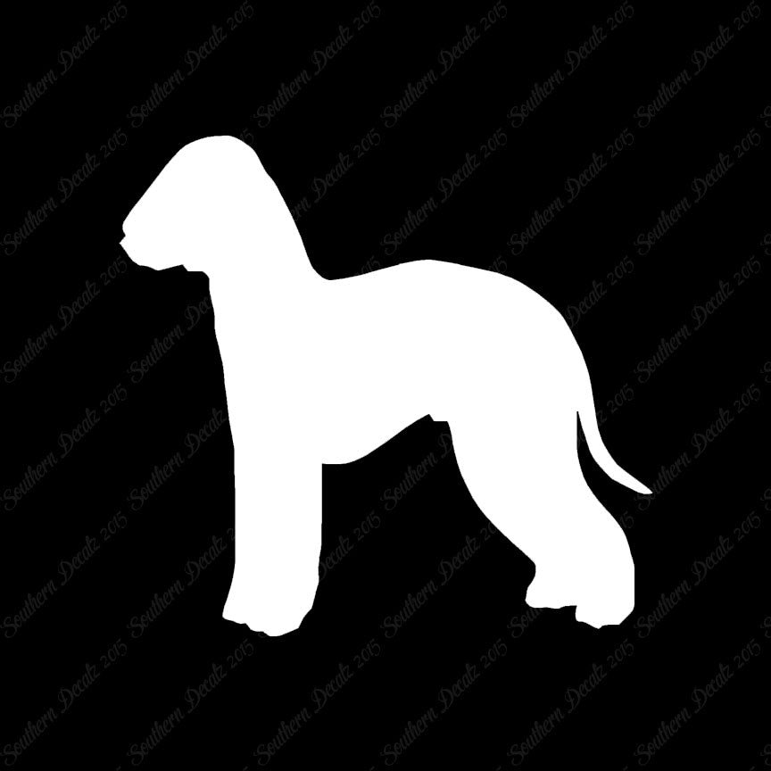 Bedlington Terrier Dog Breed