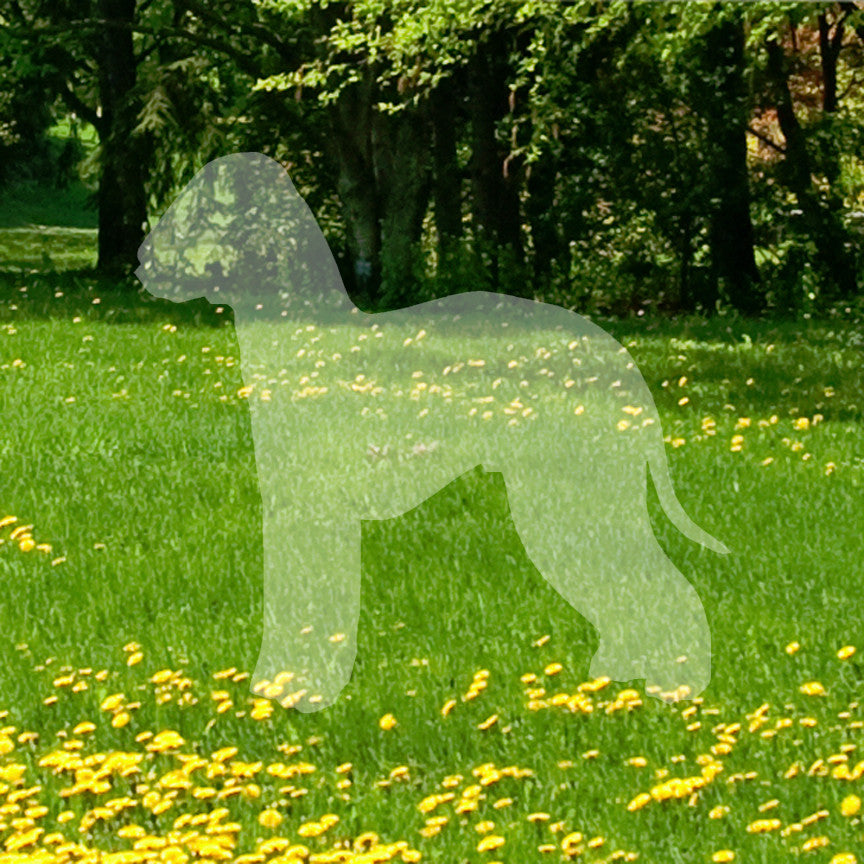 Bedlington Terrier Dog Breed