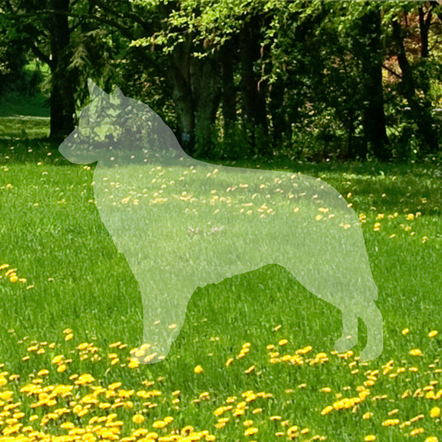 Belgian Sheepdog