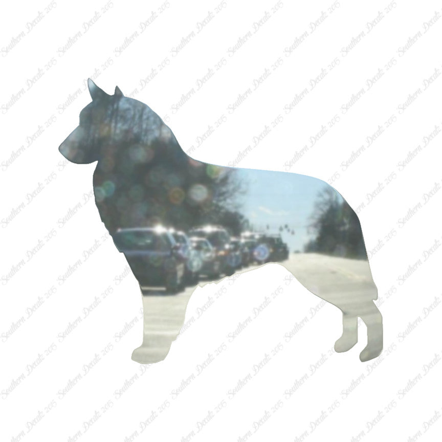 Belgian Sheepdog