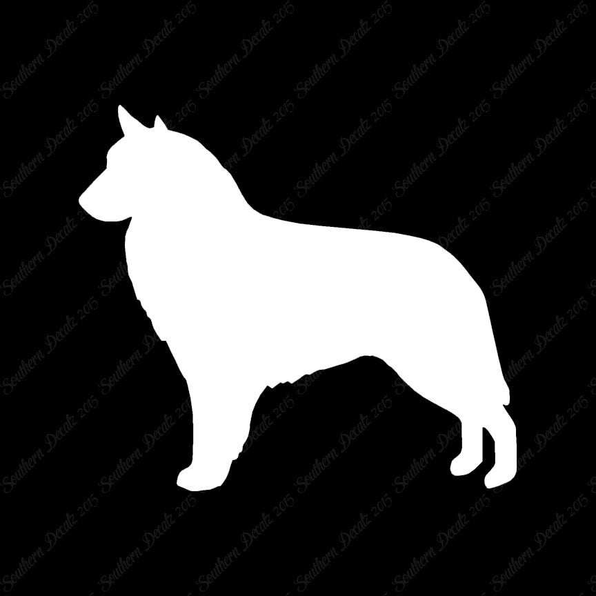 Belgian Sheepdog