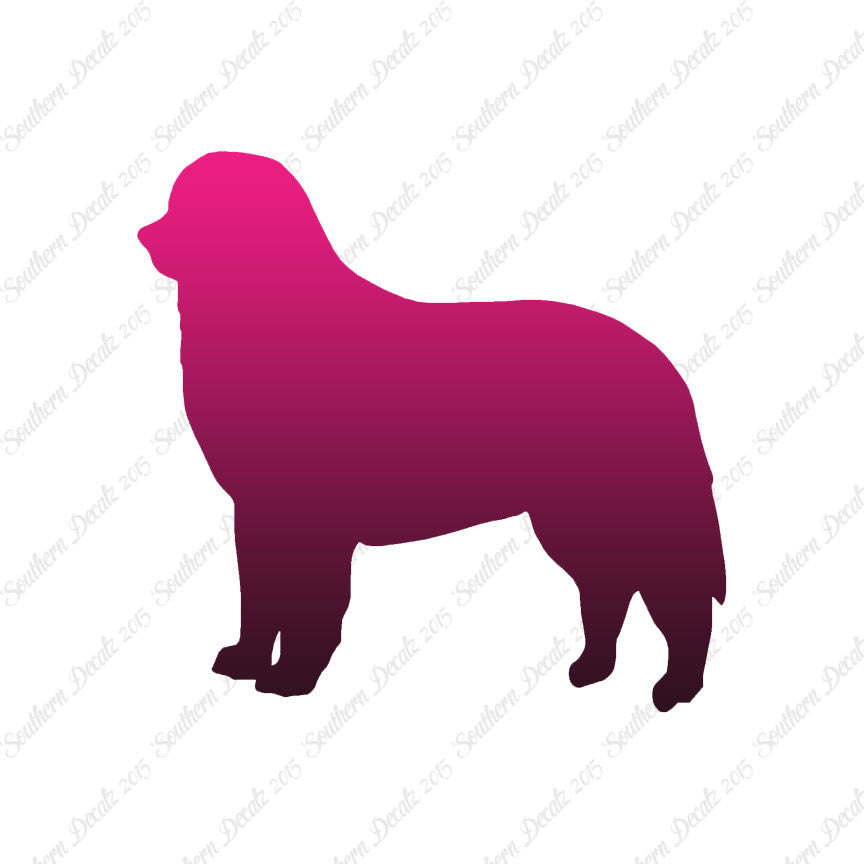 Bernese Mountain Dog Breed