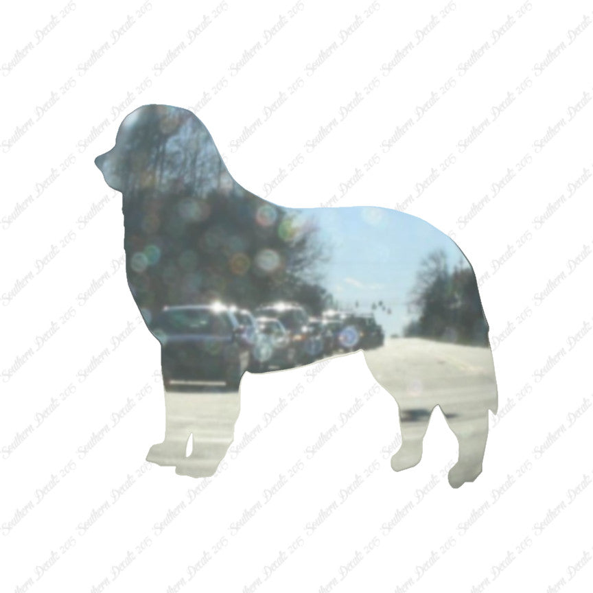Bernese Mountain Dog Breed