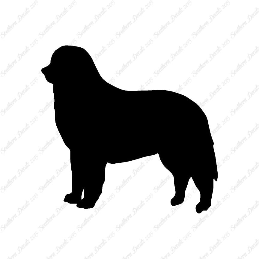 Bernese Mountain Dog Breed