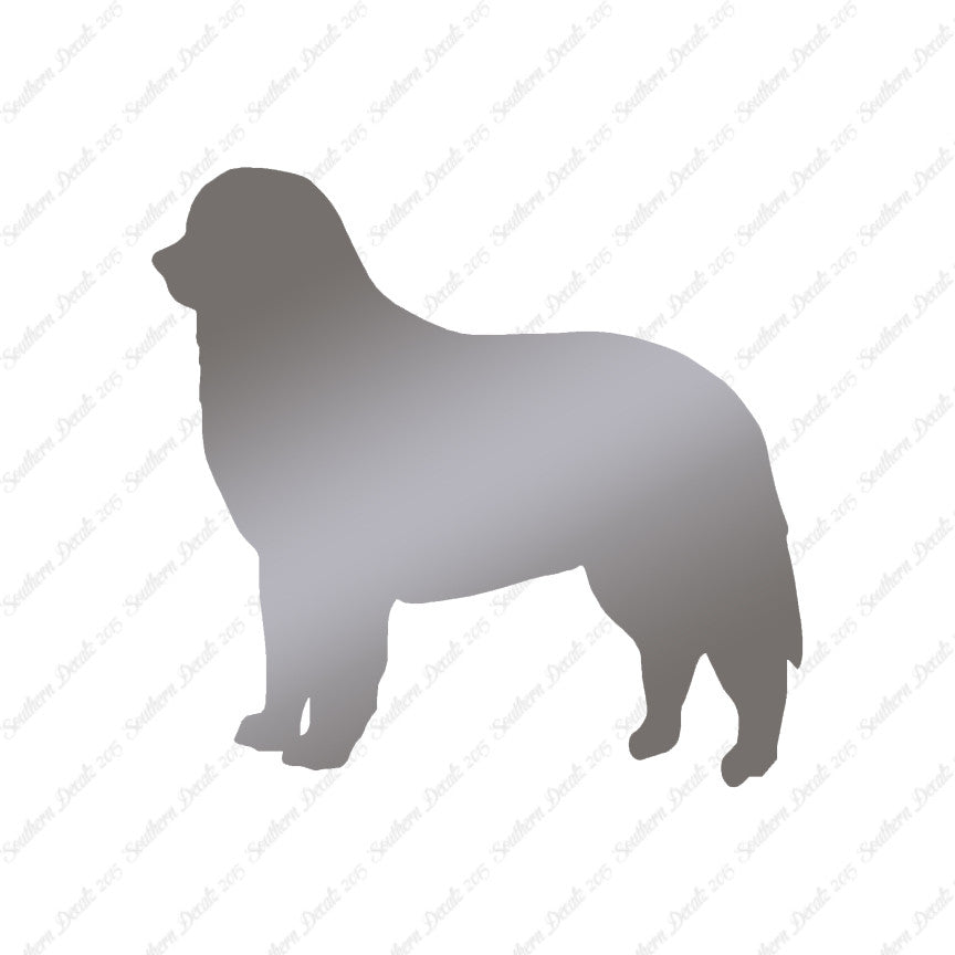 Bernese Mountain Dog Breed