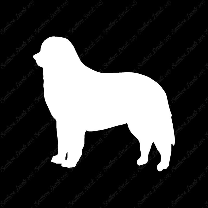 Bernese Mountain Dog Breed
