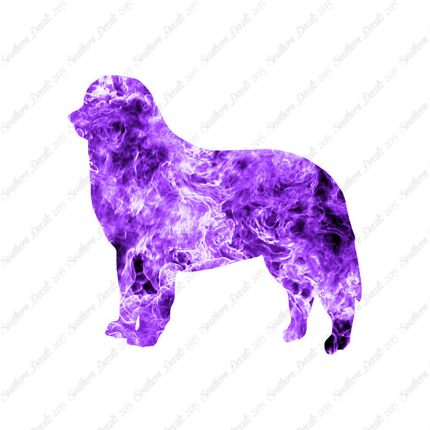 Bernese Mountain Dog Breed