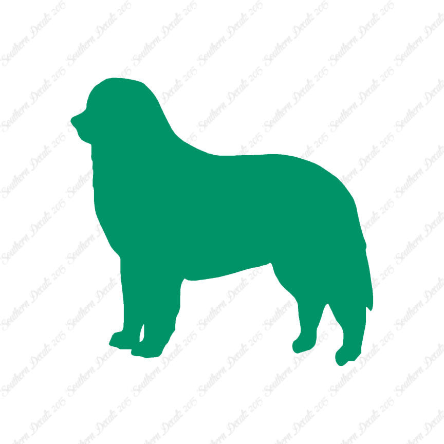 Bernese Mountain Dog Breed