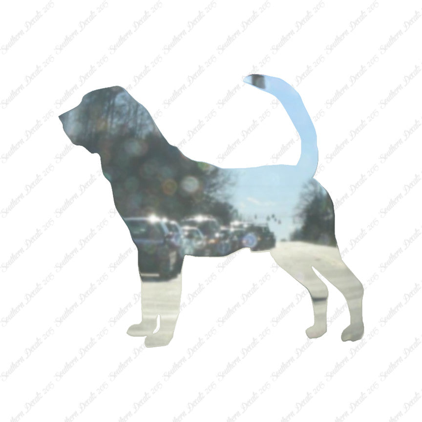 Bloodhound Dog Breed
