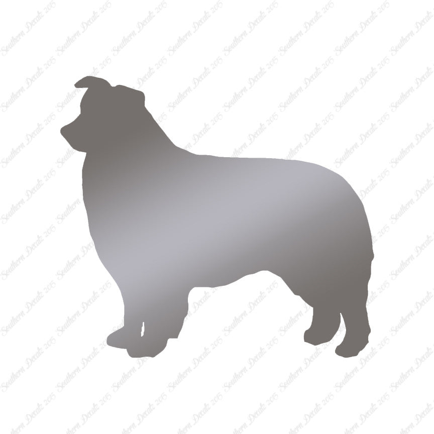 Border Collie Dog Breed