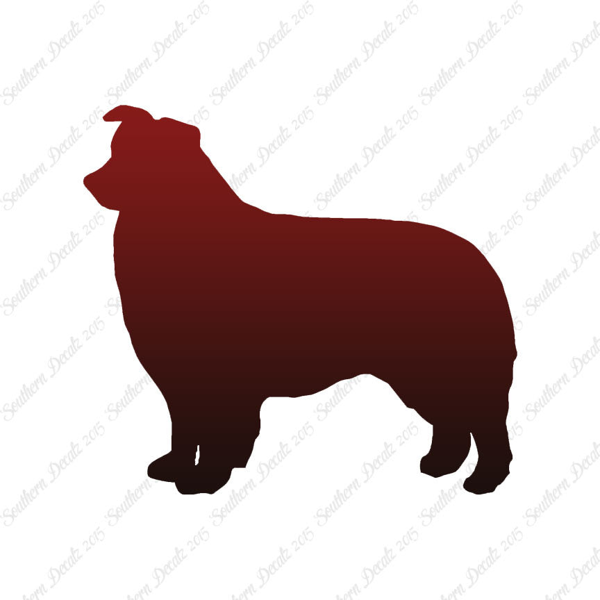 Border Collie Dog Breed