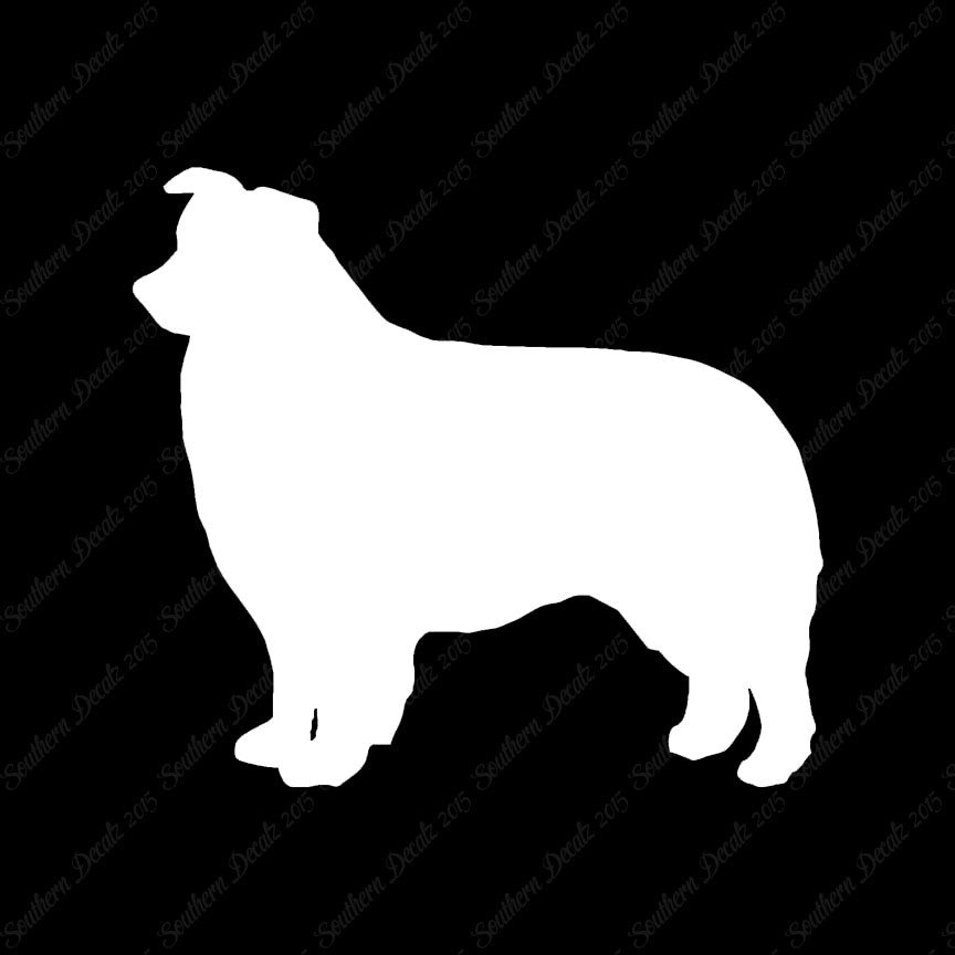 Border Collie Dog Breed